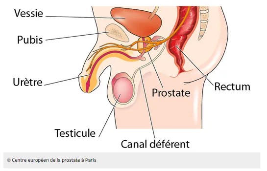 Petit Tuto guide sur la stimulation de la prostate et du point P Petit Tuto guide sur la stimulation de la prostate et du point P